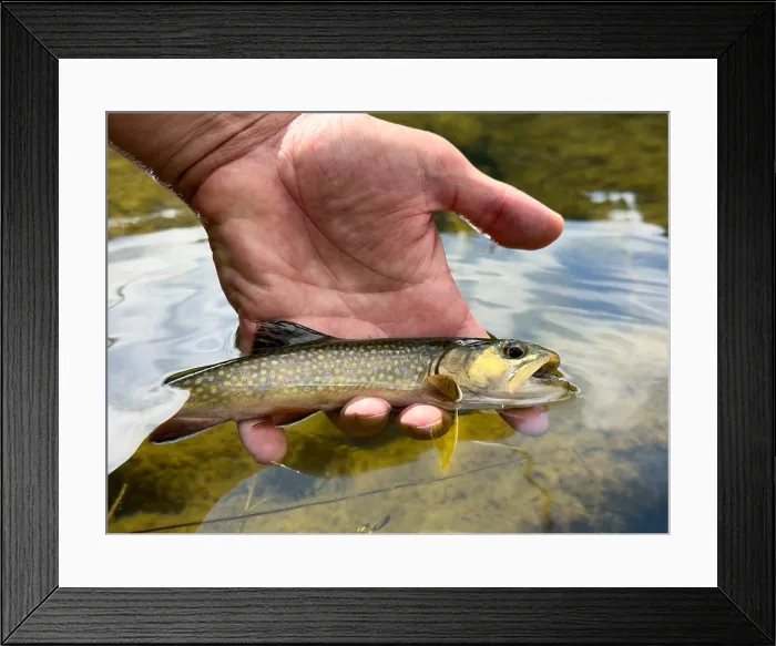Framed Print : Release of an Arctic char fly fishing at the San Giuliano lakes, Val Rendena, Trentino, Italy, Europe