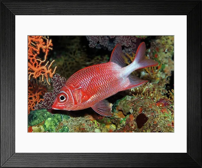 Framed Print : Silverspot squirrelfish (Sargocentron caudimaculatum), Red Sea, Aqaba, Jordan, Asia