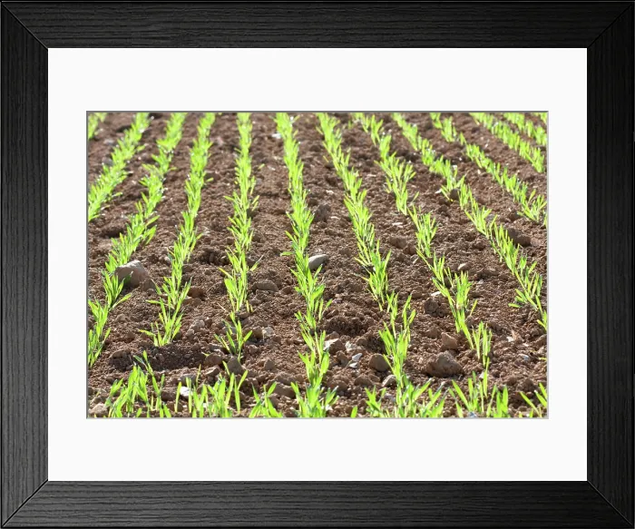 Framed Print : Gerstenfeld barley Copyright: xZoonar.com / HendrikxFuchsx 2463838 Framed Print : Gerstenfeld barley Copyright: xZoonar.com / HendrikxFuchsx 2463838