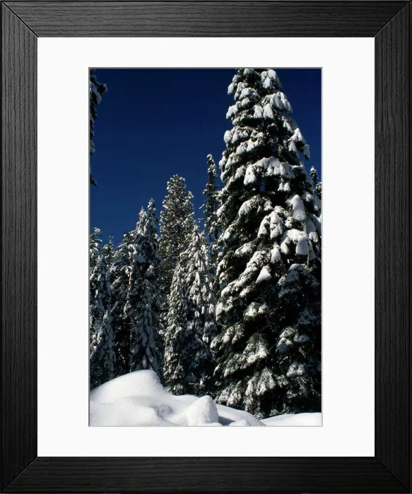 Framed Print : Sequoia National Park California USA Framed Print : Sequoia National Park California USA