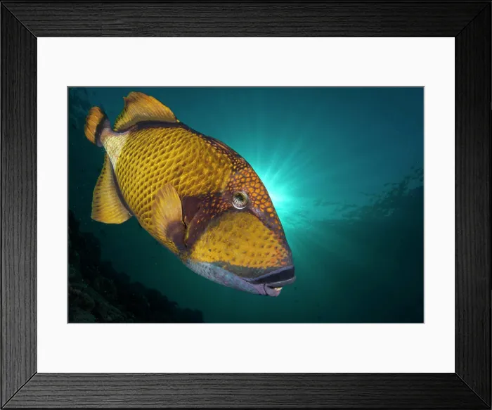 Framed Print : A Titan Triggerfish, Balistoidea viridescens, swimming in front of the sun, South Ari Atoll, Maldives, Indian Ocean Framed Print : A Titan Triggerfish, Balistoidea viridescens, swimming in front of the sun, South Ari Atoll, Maldives, Indian Ocean