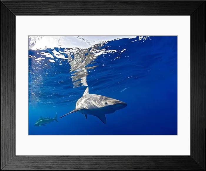 Framed Print : Galapagos sharks, Carcharhinus galapagensis, Marshall Islands, Bikini Atoll, Micronesia, Pacific Ocean, Oceania Framed Print : Galapagos sharks, Carcharhinus galapagensis, Marshall Islands, Bikini Atoll, Micronesia, Pacific Ocean, Oceania