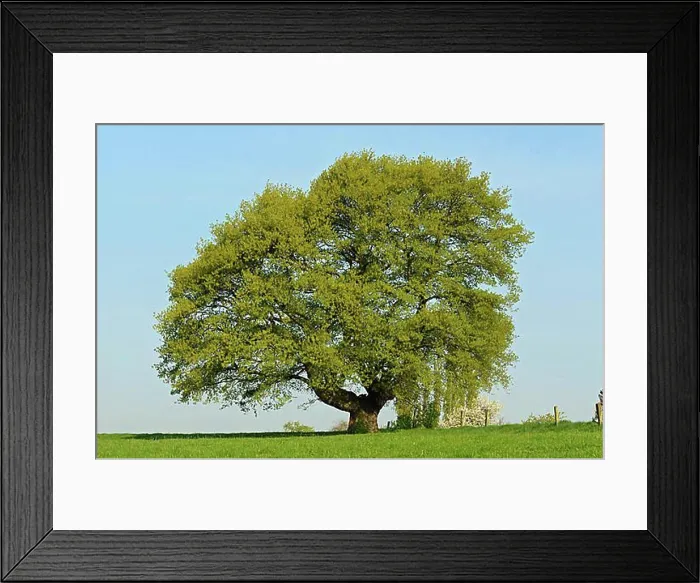 Framed Print : English oak, Lower Rhine, North Rhine-Westphalia, Germany, Europe Framed Print : English oak, Lower Rhine, North Rhine-Westphalia, Germany, Europe