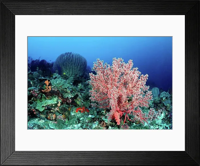 Framed Print : Coral reef with Soft Coral (Alcyonaria sp.), Komodo National Park, Indian Ocean, Indonesia, Asia
