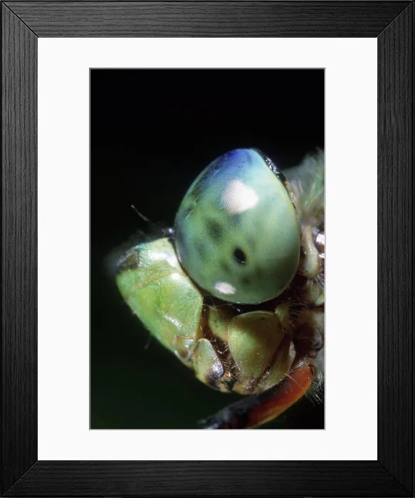 Framed Print : Close-up of Emperor Dragonfly's head