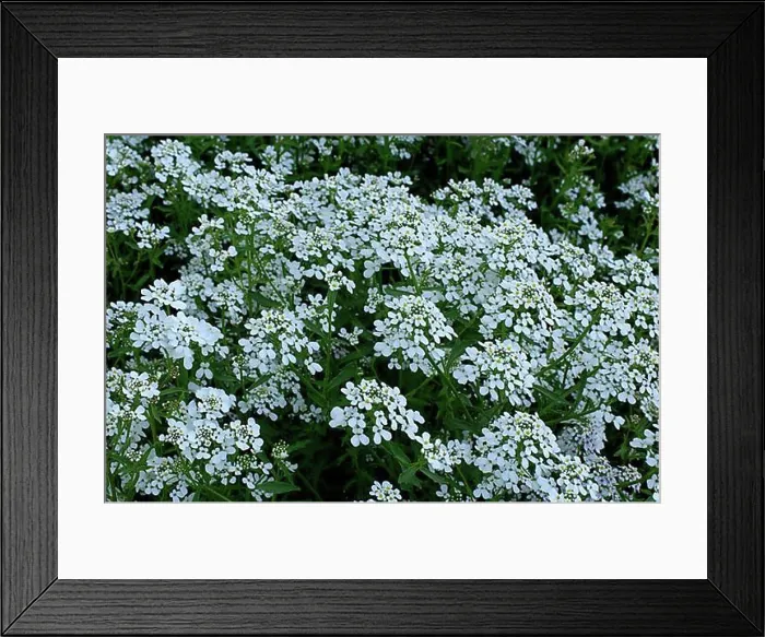 Framed Print : Rocket Candytuft (Iberis amara) Bitter peasant mustard Framed Print : Rocket Candytuft (Iberis amara) Bitter peasant mustard