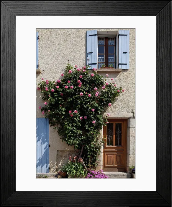 Framed Print : Climbing rose with pink flowers Provence France Framed Print : Climbing rose with pink flowers Provence France