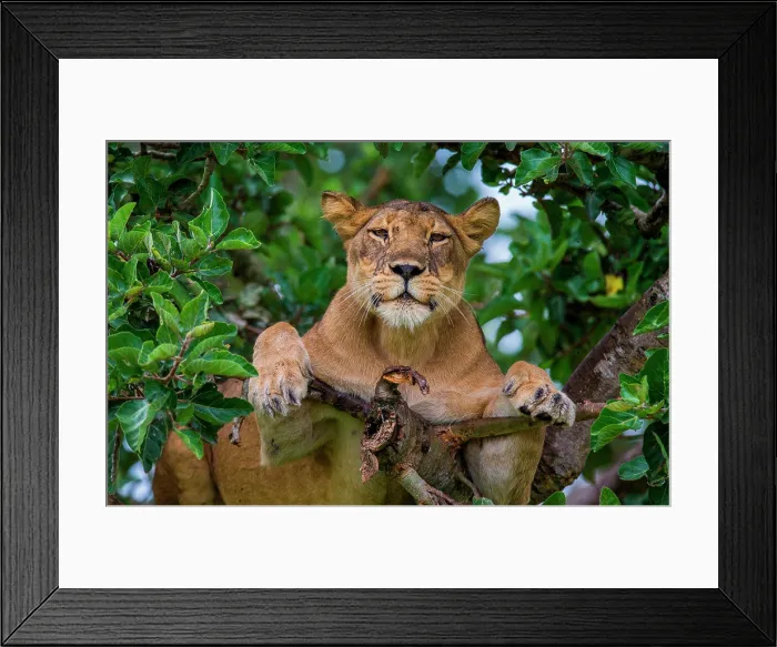 Framed Print : Lioness (Panthera leo) is hiding in the leafs of a large tree. Uganda. East Africa