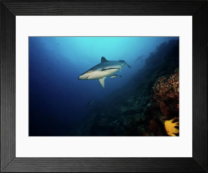 Framed Print : A large silvertip shark on a deep reef in Fiji Framed Print : A large silvertip shark on a deep reef in Fiji