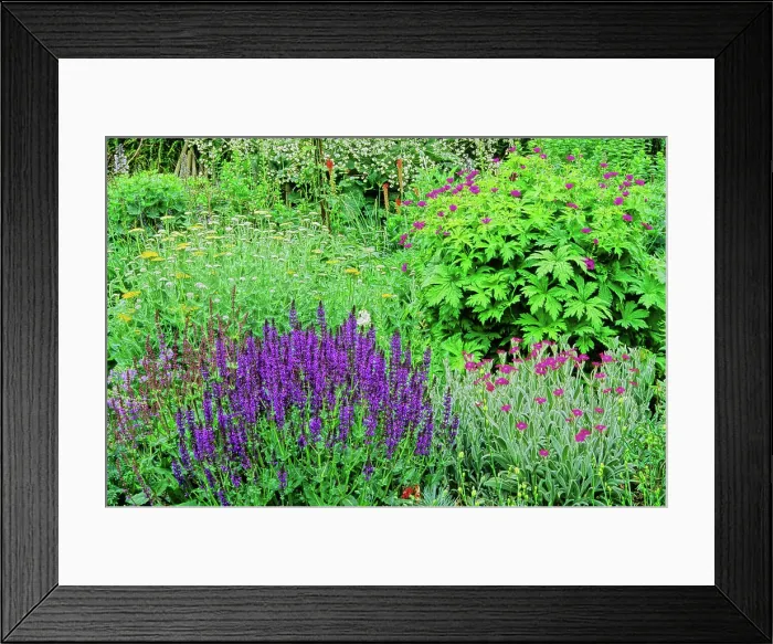 Framed Print : Flowering Perennial Spring bed with Woodland sage (Salvia nemorosa)