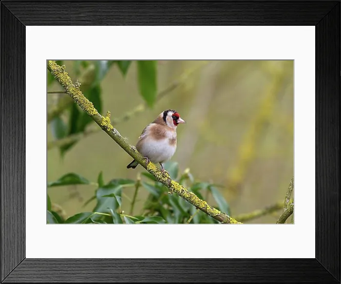 Framed Print : Goldfinch, goldfinch, goldfinches, songbirds, animals, birds, finches, goldfinch on lichen branch Framed Print : Goldfinch, goldfinch, goldfinches, songbirds, animals, birds, finches, goldfinch on lichen branch