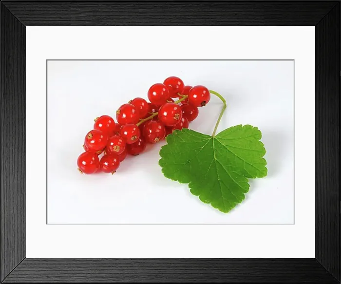 Framed Print : Redcurrants (Ribes rubrum) Rovada Framed Print : Redcurrants (Ribes rubrum) Rovada