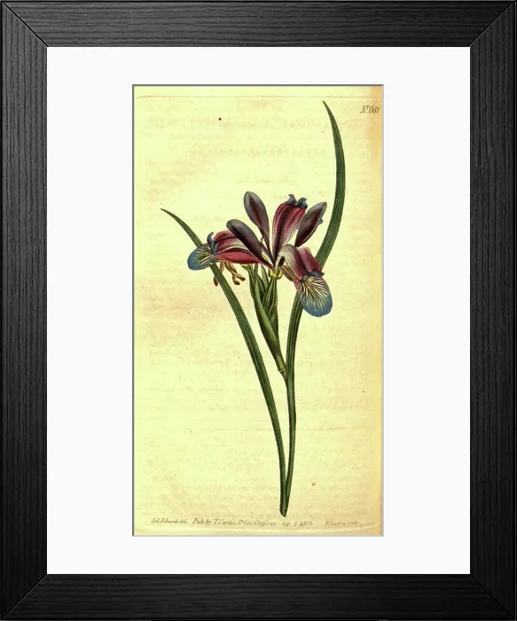 Framed Print : Botanical print by Sydenham Teast Edwards 1768 - 1819 Framed Print : Botanical print by Sydenham Teast Edwards 1768 - 1819