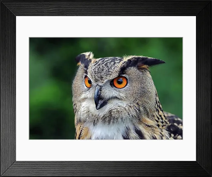 Framed Print : European Eagle Owl (Bubo bubo), portrait