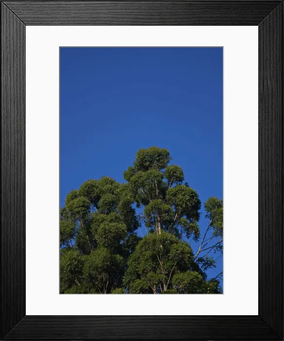 Framed Print : India, Tamil Nadu, Nilgiri Mountains, UNESCO World Heritage Site
