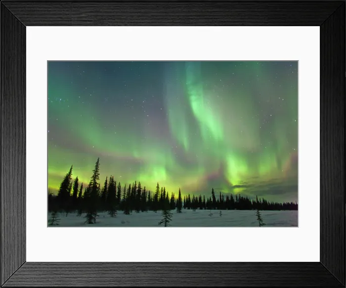 Framed Print : View Of Northern Lights And Spruce Trees In Broad Pass, Southcentral Alaska, Winter