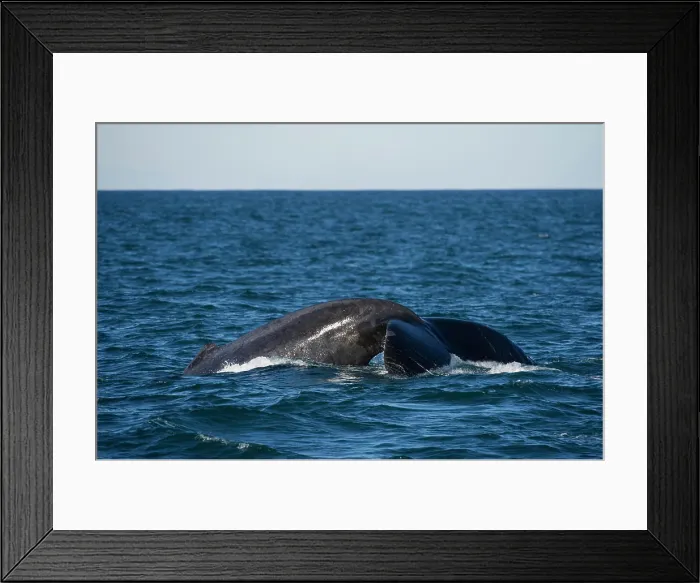 Framed Print : Humpback Whale (Megaptera novaeangliae) Sardine run, Eastern Cape, South Africa Framed Print : Humpback Whale (Megaptera novaeangliae) Sardine run, Eastern Cape, South Africa