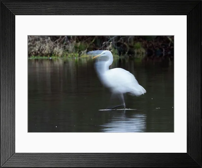 Framed Print : Great egret (Ardea alba) foraging in water, motion blur, Hesse, Germany, Europe Framed Print : Great egret (Ardea alba) foraging in water, motion blur, Hesse, Germany, Europe