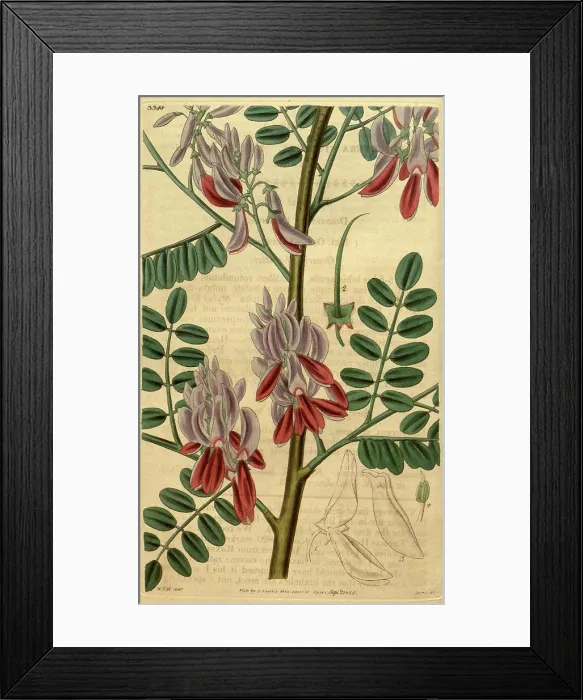 Framed Print : Botanical print by Sir William Jackson Hooker Framed Print : Botanical print by Sir William Jackson Hooker