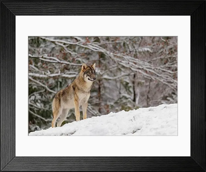 Framed Print : A young grey wolf (Canis lupus lupus) stands on a sloping Framed Print : A young grey wolf (Canis lupus lupus) stands on a sloping
