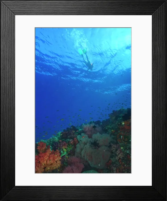 Framed Print : MR Snorkler near Vibrant and multi-colored Soft Corals (Dendronepthya sp) Framed Print : MR Snorkler near Vibrant and multi-colored Soft Corals (Dendronepthya sp)