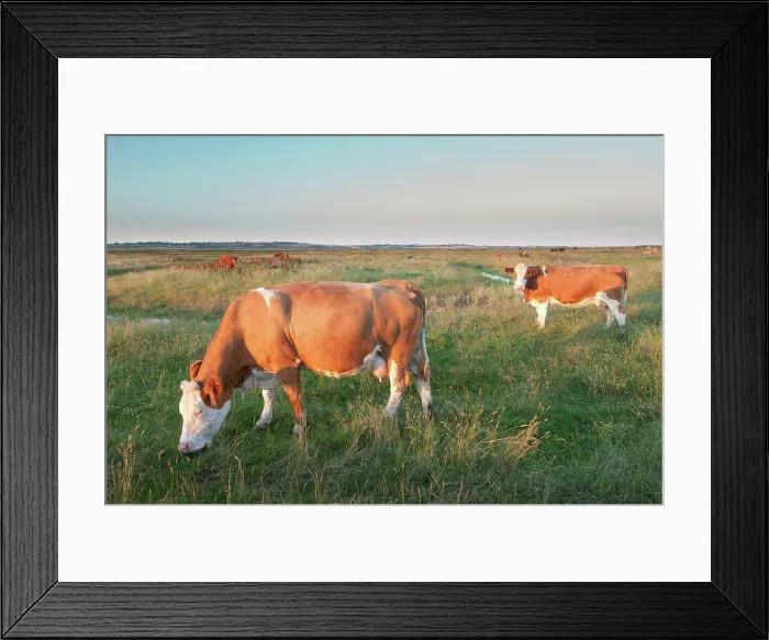 Framed Print : Domestic Cattle, beef crossbreed cows Framed Print : Domestic Cattle, beef crossbreed cows