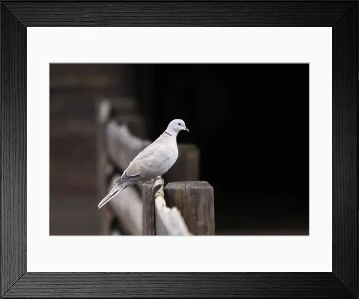 Framed Print : Türkentaube Türkentaube Copyright: xZoonar.com / MartinaxBergx 9107781 Framed Print : Türkentaube Türkentaube Copyright: xZoonar.com / MartinaxBergx 9107781
