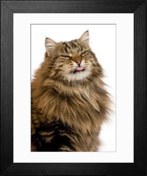 Framed Print : Angora Domestic Cat, Portrait of Male with tongue out against White Background