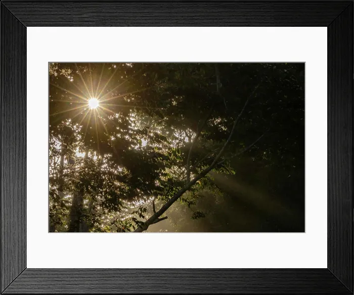 Framed Print : Caribbean, Tobago. Sunstar rays in misty forest