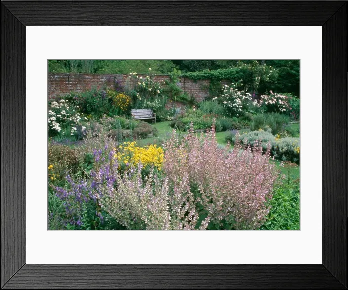 Framed Print : Pink perennial salvia in summer border in large walled country garden Framed Print : Pink perennial salvia in summer border in large walled country garden