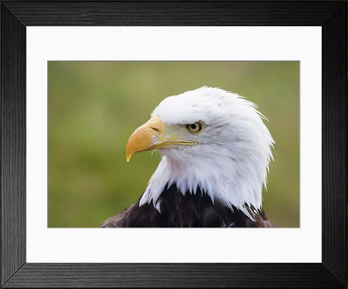 Framed Print : Bald eagle (Haliaeetus leucocephalus), animal portrait, captive, Hesse, Germany, Europe Framed Print : Bald eagle (Haliaeetus leucocephalus), animal portrait, captive, Hesse, Germany, Europe