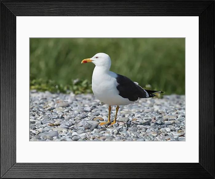 Framed Print : Great Black-backed Gull (Larus marinus), Duene island, Heligoland, Schleswig-Holstein, Germany, Europe Framed Print : Great Black-backed Gull (Larus marinus), Duene island, Heligoland, Schleswig-Holstein, Germany, Europe