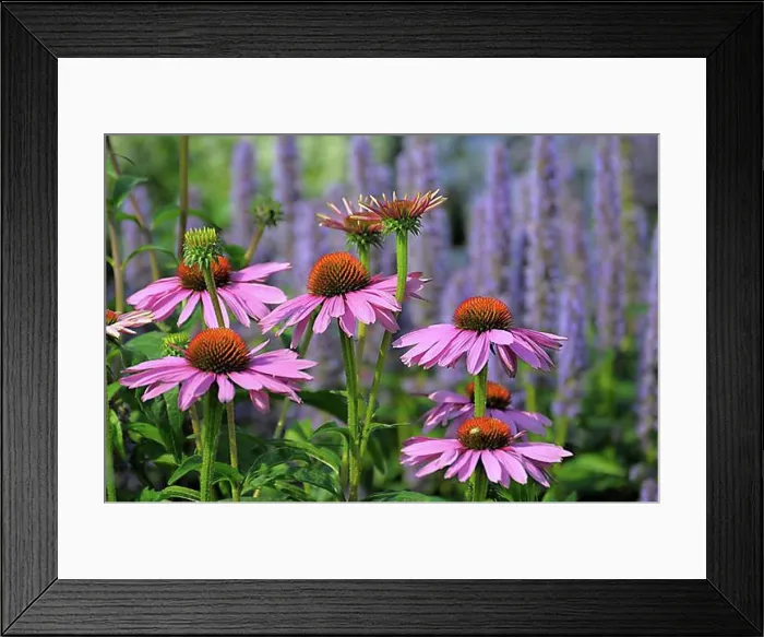 Framed Print : Purple cone flower (Echinacea purpurea) Framed Print : Purple cone flower (Echinacea purpurea)