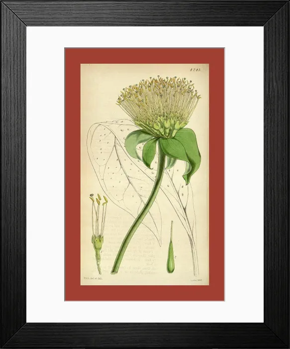Framed Print : Botanical Print by Walter Hood Fitch 1817 - 1892 Framed Print : Botanical Print by Walter Hood Fitch 1817 - 1892