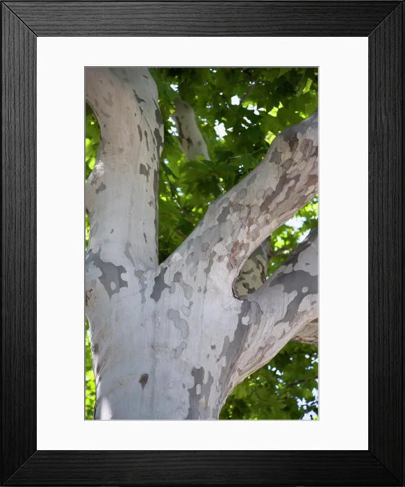 Framed Print : Spain, Catalonia, Barcelona, Peeling bark on a Plane tree, Platanus, in Parc de la Ciutadelala in the Old Town district Framed Print : Spain, Catalonia, Barcelona, Peeling bark on a Plane tree, Platanus, in Parc de la Ciutadelala in the Old Town district