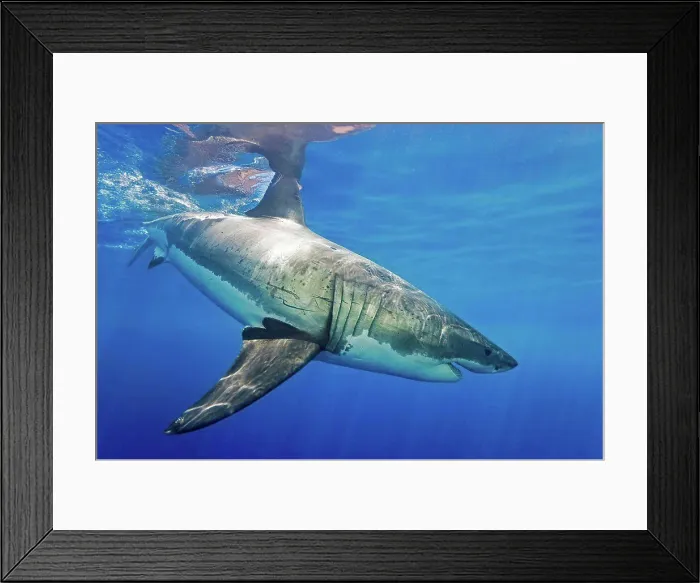 Framed Print : Great white shark (Carcharodon carcharias); Guadalupe Island, Mexico Framed Print : Great white shark (Carcharodon carcharias); Guadalupe Island, Mexico