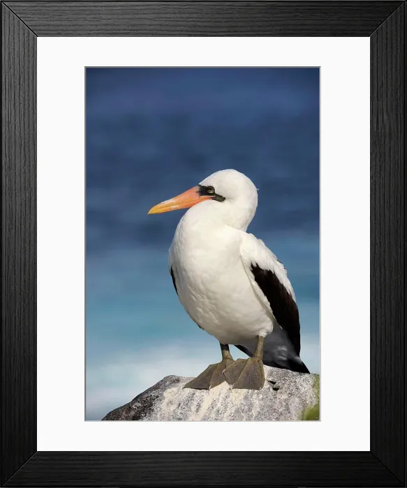 Framed Print : ECUADOR, GALAPAGOS ISLANDS, HOOD ISLAND (ESPANOLA), NASCA BOOBY (Sula granti) Framed Print : ECUADOR, GALAPAGOS ISLANDS, HOOD ISLAND (ESPANOLA), NASCA BOOBY (Sula granti)