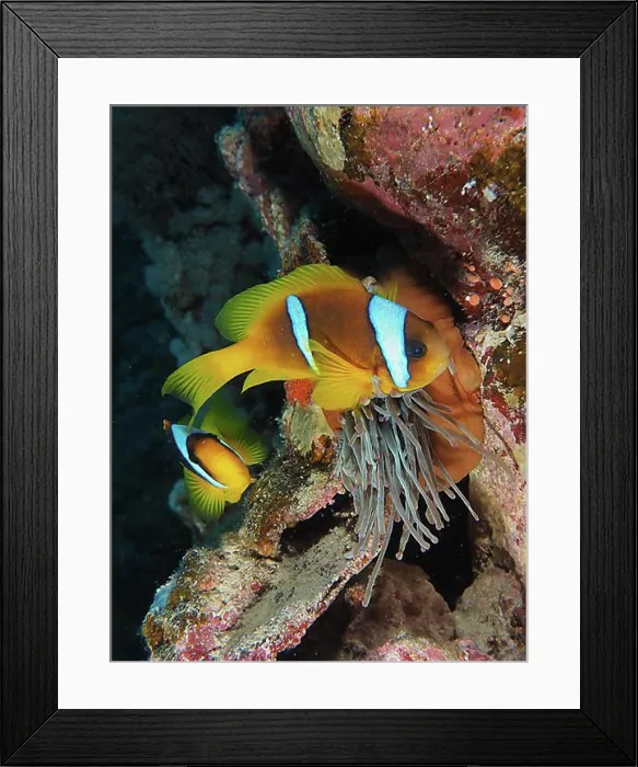 Framed Print : Two red sea clownfishes (Amphiprion bicinctus) defend their bubble-tip anemone (Entacmaea quadricolor)
