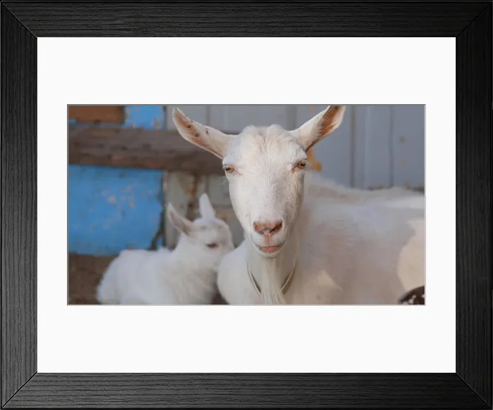 Framed Print : A white goat mother lies next to her cub