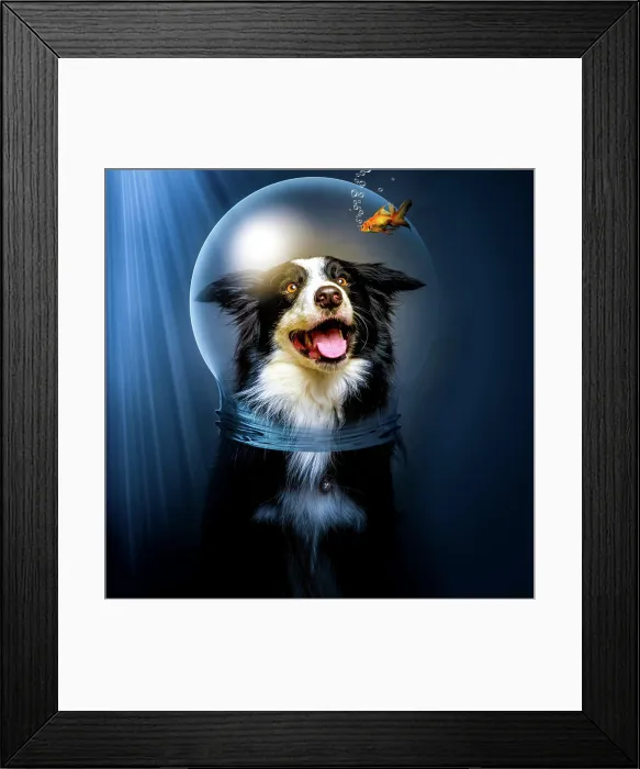 Framed Print : Excited Border Collie in glass helmet looking at small fish under water Framed Print : Excited Border Collie in glass helmet looking at small fish under water