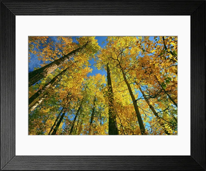 Framed Print : Canada, Alberta, Elk Island National Park. Autumn in aspen forest Framed Print : Canada, Alberta, Elk Island National Park. Autumn in aspen forest
