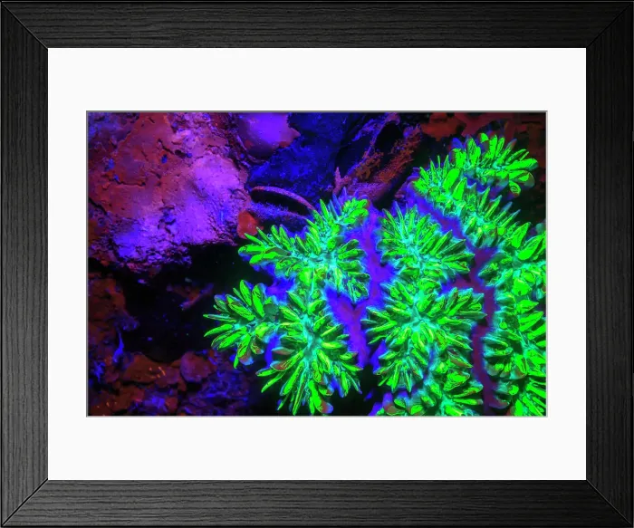Framed Print : Elliptical Star Coral, Day Fluorescing, Palau, Rock Islands-World Heritage Site, Micronesia Framed Print : Elliptical Star Coral, Day Fluorescing, Palau, Rock Islands-World Heritage Site, Micronesia