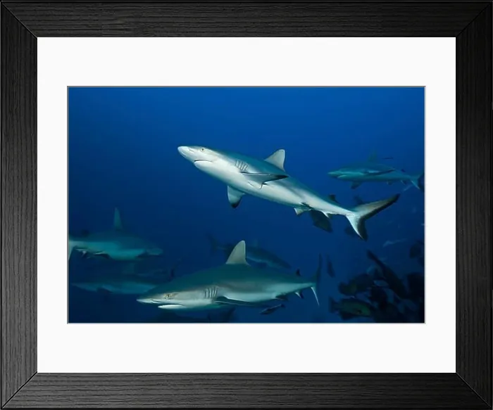 Framed Print : Shoal of Grey reef sharks, Carcharhinus amblyrhynchos, Nagali, Fiji, Oceania Framed Print : Shoal of Grey reef sharks, Carcharhinus amblyrhynchos, Nagali, Fiji, Oceania