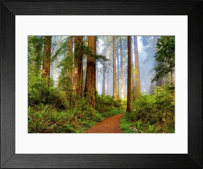 Framed Print : USA, California, Crescent City. Del Norte State Park, trail leading into the woods Framed Print : USA, California, Crescent City. Del Norte State Park, trail leading into the woods