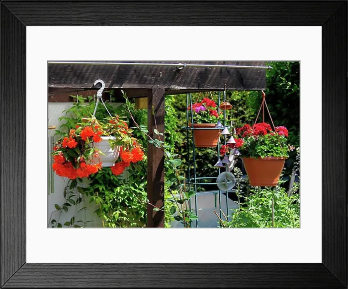 Framed Print : Hanging geraniums as a hanging basket plant with begonias Framed Print : Hanging geraniums as a hanging basket plant with begonias