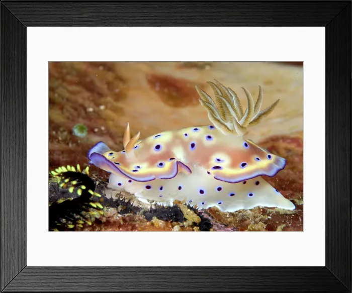 Framed Print : Other animals, Marine snails, Snails
