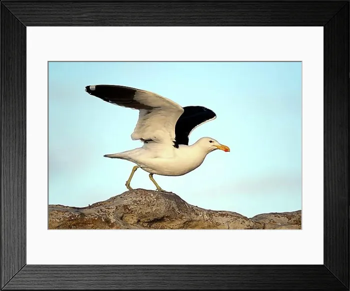 Framed Print : Kelp Gull (Larus dominicanus vetula), Bird Island, Lambert's Bay, Western Cape, South Africa, Africa Framed Print : Kelp Gull (Larus dominicanus vetula), Bird Island, Lambert's Bay, Western Cape, South Africa, Africa