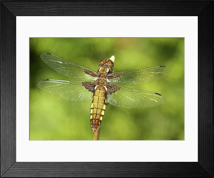 Framed Print : Flat belly Framed Print : Flat belly