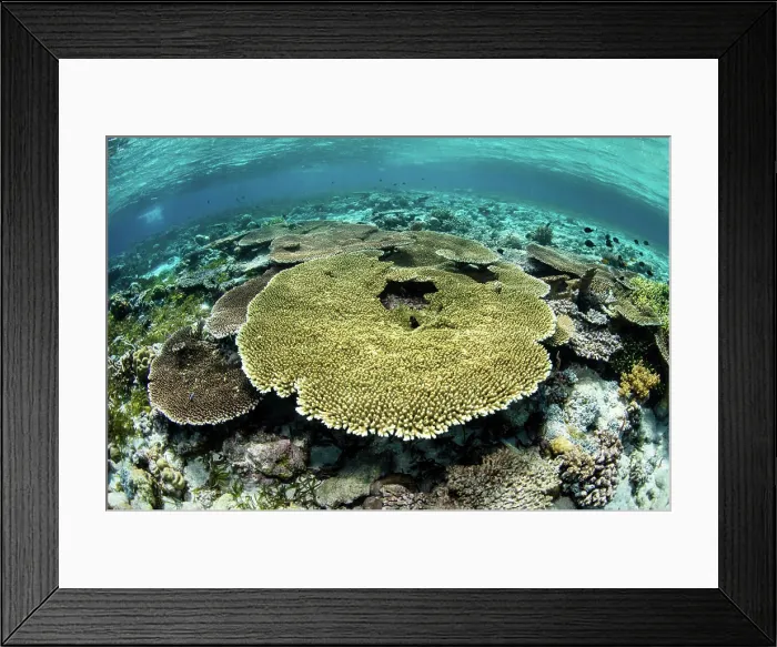 Framed Print : Healthy table corals, Acropora sp. thrive in the shallows of Wakatobi National Park Framed Print : Healthy table corals, Acropora sp. thrive in the shallows of Wakatobi National Park
