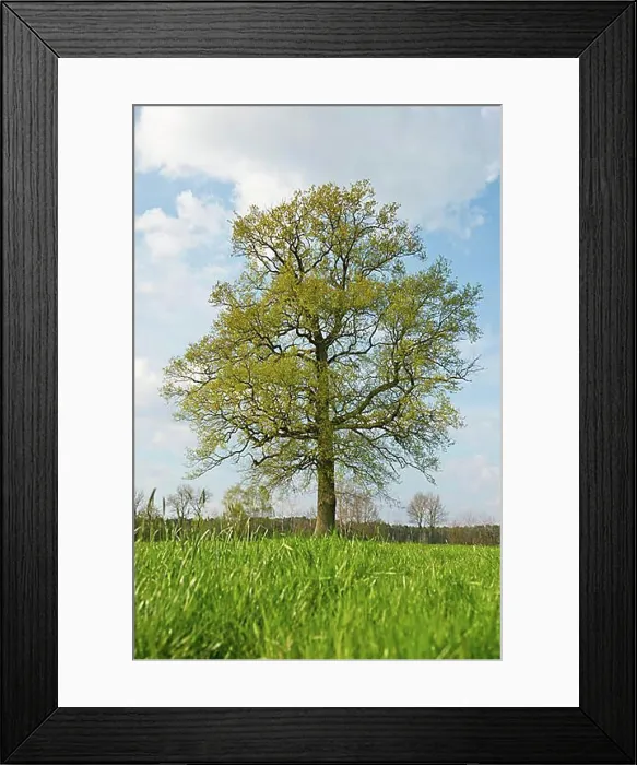 Framed Print : Solitary oak (Quercus robur) in spring, Lower Saxony, Germany, Europe Framed Print : Solitary oak (Quercus robur) in spring, Lower Saxony, Germany, Europe